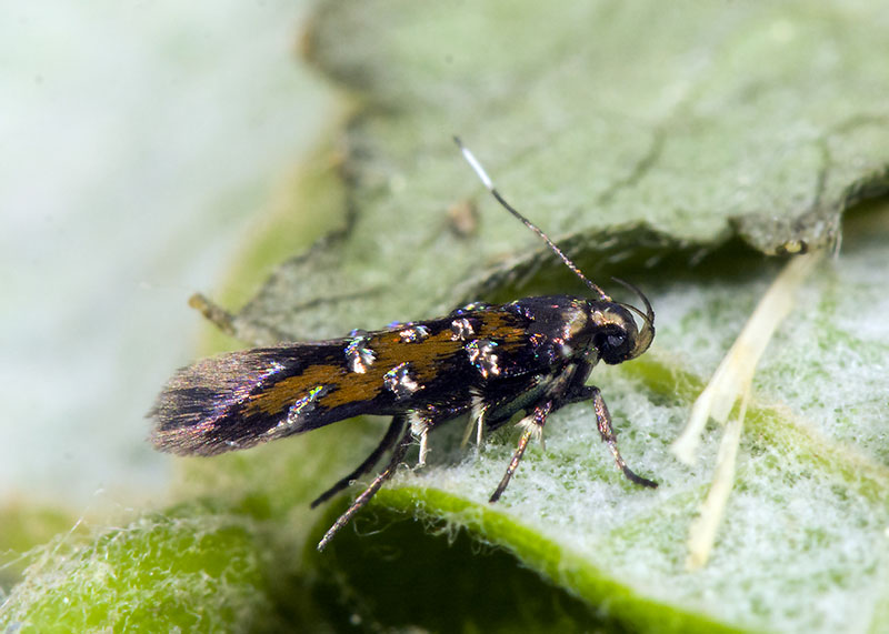 Gelechiidae